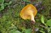Chanterelle Mushroom in Virginia